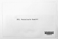 Pestalotiopsis guepinii image